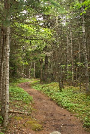 Trail to the coast (photo by Webmaster)