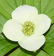 Cream-colored bunchberry flower (photo by Webmaster)