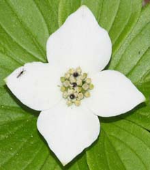 White-colored bunchberry flower (photo by Webmaster)