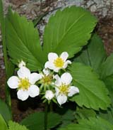Strawberry plant (photo by Webmaster)