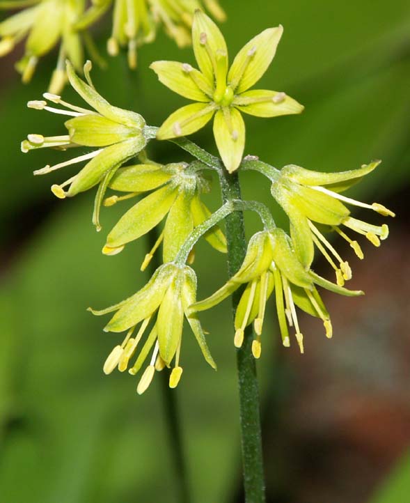 Yellow clintonia flowers on Cutler Coast hike (photo by Webmaster)