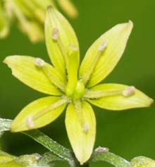 Yellow clintonia (photo by Webmaster)