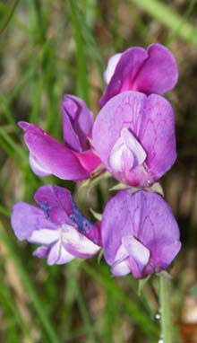 Beach pea on the promontory (photo by Webmaster)