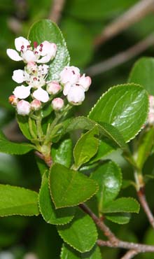 Chokeberry shrub (photo by Webmaster)