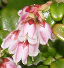 Mountain cranberry flowers (photo by Webmaster)