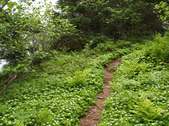 Ferns and flowering bunchberry along Coastal Trail (photo by Webmaster)