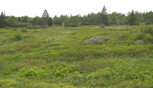 Meadow along Coastal Trail (photo by Webmaster)