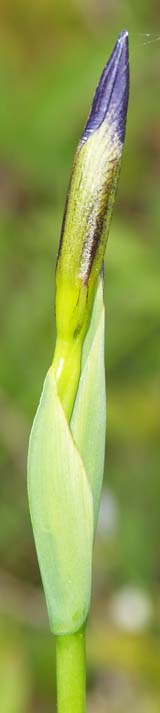Larger blue flag flower bud (photo by Webmaster)