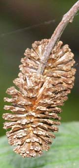Cones on an alder shrub along Coastal Trail (photo by Webmaster)