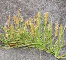 Grass growing out of a rock crevice along the shore (photo by Webmaster)