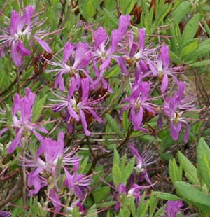 Rhodora (photo by Webmaster)