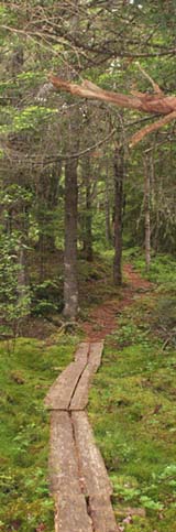 Black Point Brook Cutoff trail (photo by Webmaster)