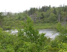 Small pond visible from Inland Trail (photo by Webmaster)