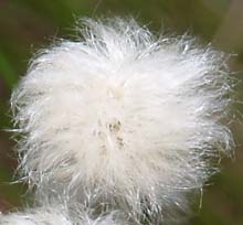 Cotton sedge flower (photo by Webmaster)