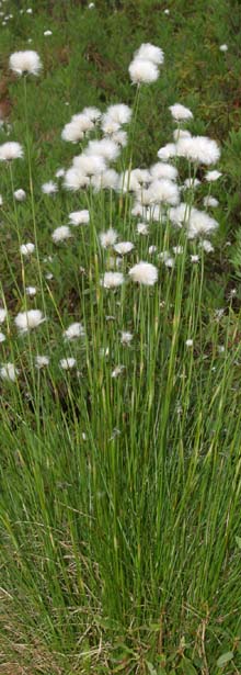 Cotton sedge plants (photo by Webmaster)