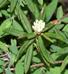 Labrador tea shrub with flower buds (photo by Webmaster)