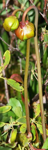 Pitcher plant flowers on tall stalks (photo by Webmaster)