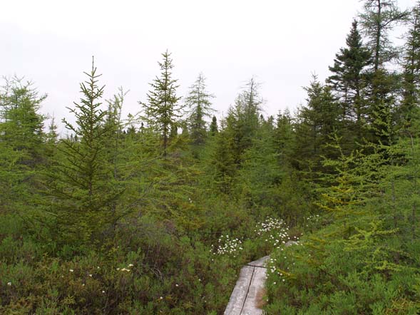 Bog along Inland Trail (photo by Webmaster)