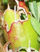 Pitcher plant container-like leaf (photo by Webmaster)