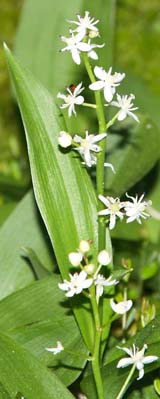 Three-leaved false Solomon's seal (photo by Webmaster)