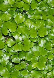 A mat of evergreen goldthread leaves (photo by Webmaster)