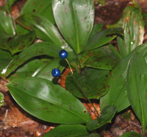 Bluebead lily on East Pond hike (photo by Webmaster)