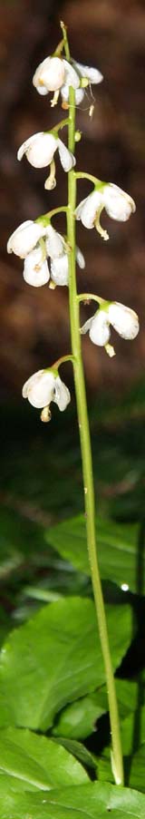 Shinleaf (photo by Webmaster)