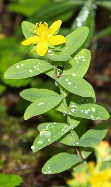St. Johnswort (photo by Webmaster)