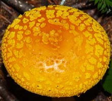 Mushroom (photo by Webmaster)