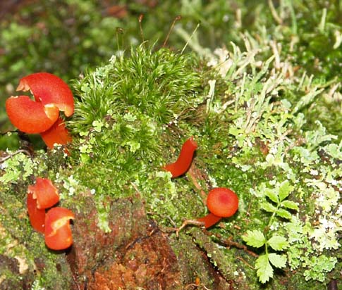 Mushrooms, moss, and lichen (photo by Webmaster)