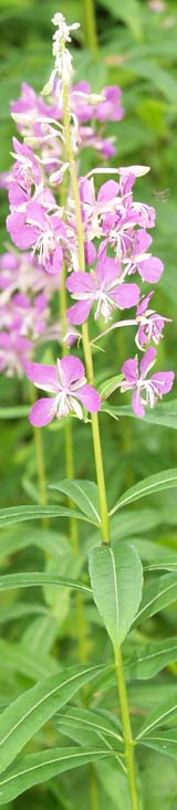 Fireweed (photo by Webmaster)