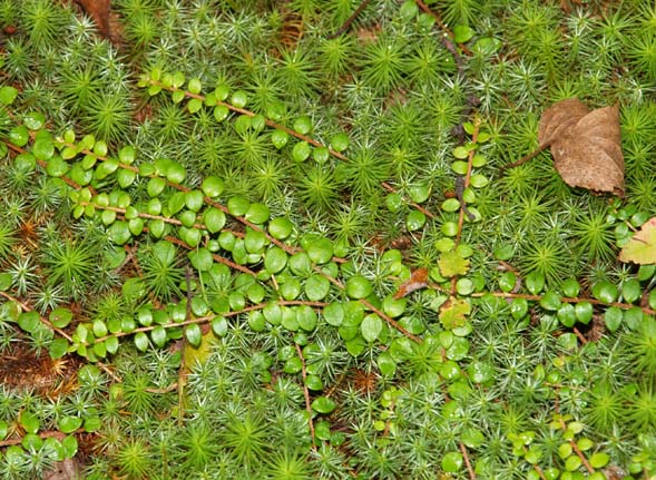 Moss and creeping snowberry (photo by Webmaster)