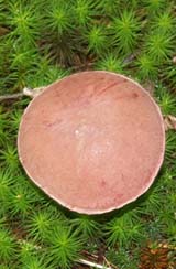 Mushroom and moss (photo by Webmaster)