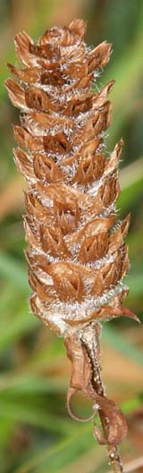 Dried heal-all plant (photo by Webmaster)