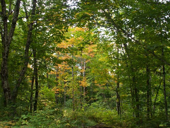 Some early fall color along Slippery Brook Trail (photo by Webmaster)