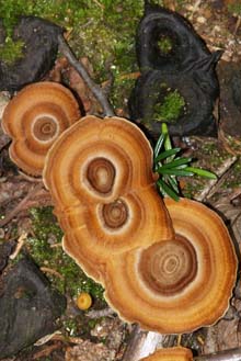 Fairy stools (photo by Webmaster)