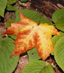 Fallen maple leaf resting on hobblebush leaves (photo by Webmaster)