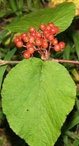 Hobblebush berries (photo by Webmaster)