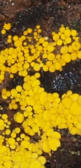 Yellow fungi (photo by Webmaster)