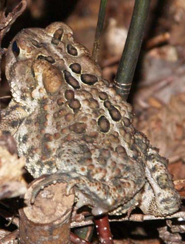 Toad (photo by Webmaster)
