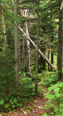 Eastman Mountain Trail (photo by Webmaster)