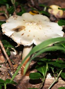 Mushroom (photo by Webmaster)