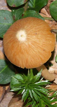 Mushroom and clubmoss (photo by Webmaster)