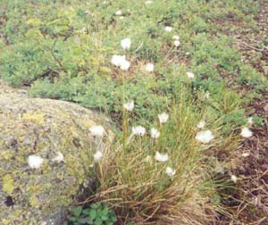 Cotton Sedge (white "cottonball" flower) (photo by Webmaster)