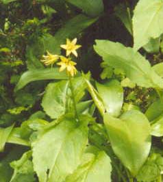 Yellow Clintonia / Bluebead Lily (yellow flowers with shiny leaves) (photo by Webmaster)