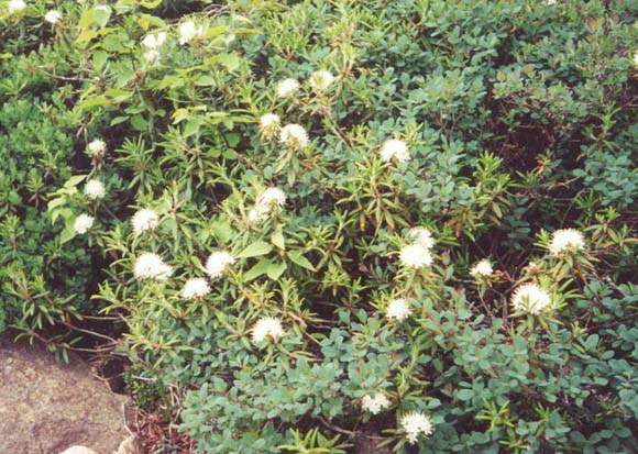 Labrador Tea (white flower clusters on the shrub with skinny leaves) (photo by Webmaster)