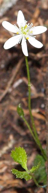 Goldthread (photo by Webmaster)
