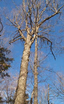 Bare trees and blue sky (photo by Webmaster)