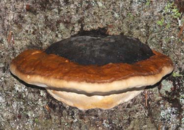 Artist's fungi, looking like a spaceship, on a tree trunk (photo by Webmaster)