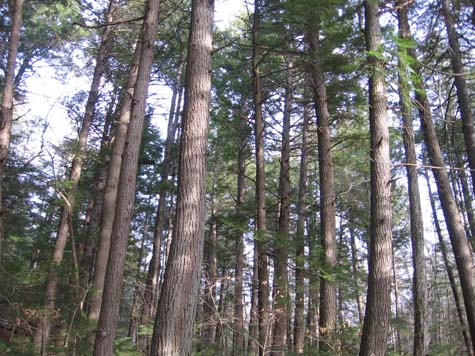 Virgin forest (photo by Dennis Marchand)